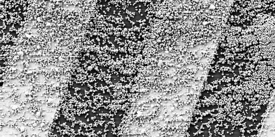 Eine REM-Aufnahme von Nanopartikel die über abwechselnd schwarzen und hellen Streifen verteilt sind.