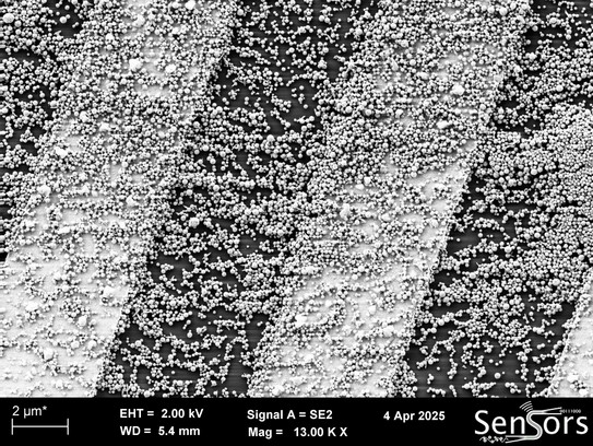 Eine REM-Aufnahme von Nanopartikel die über abwechselnd schwarzen und hellen Streifen verteilt sind.