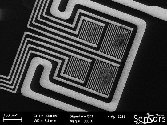 Vier Interdigitalstrukturen auf denen sich große Flecken befinden, die einen großteil jeder Interdigitalstruktur bedecken. Umgeben sind die Strukturen von einer breiten Leiterbahn.